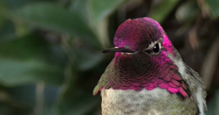 鳥一轉頭就變色